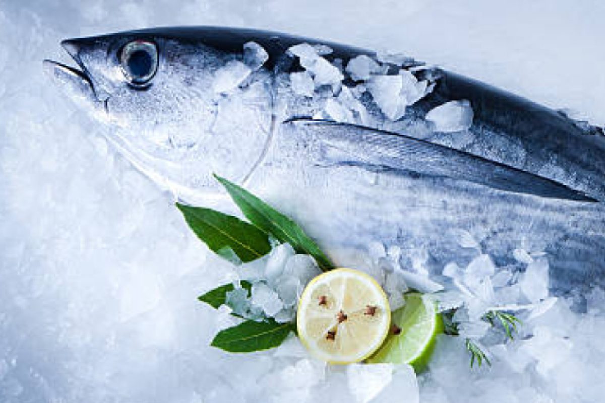 frozen-tuna